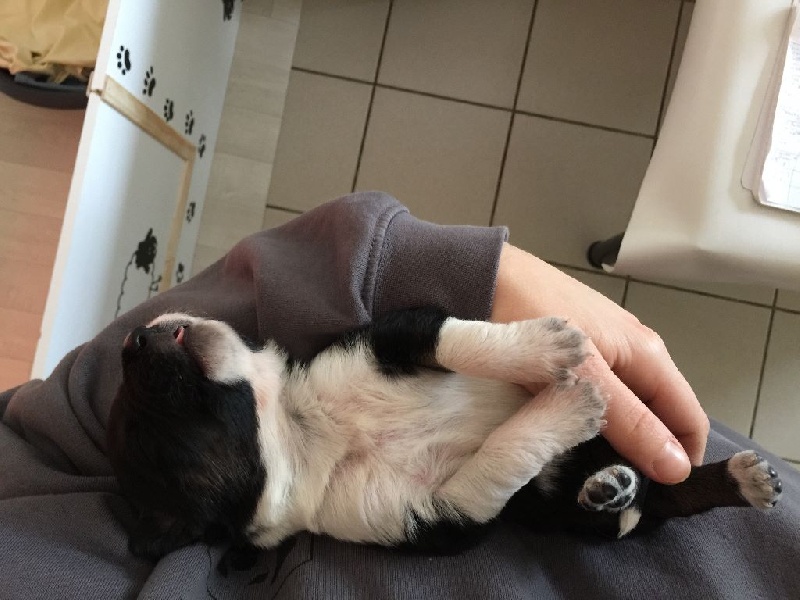 Portée Ioupi / Cid chiots nés le 12/02/2016